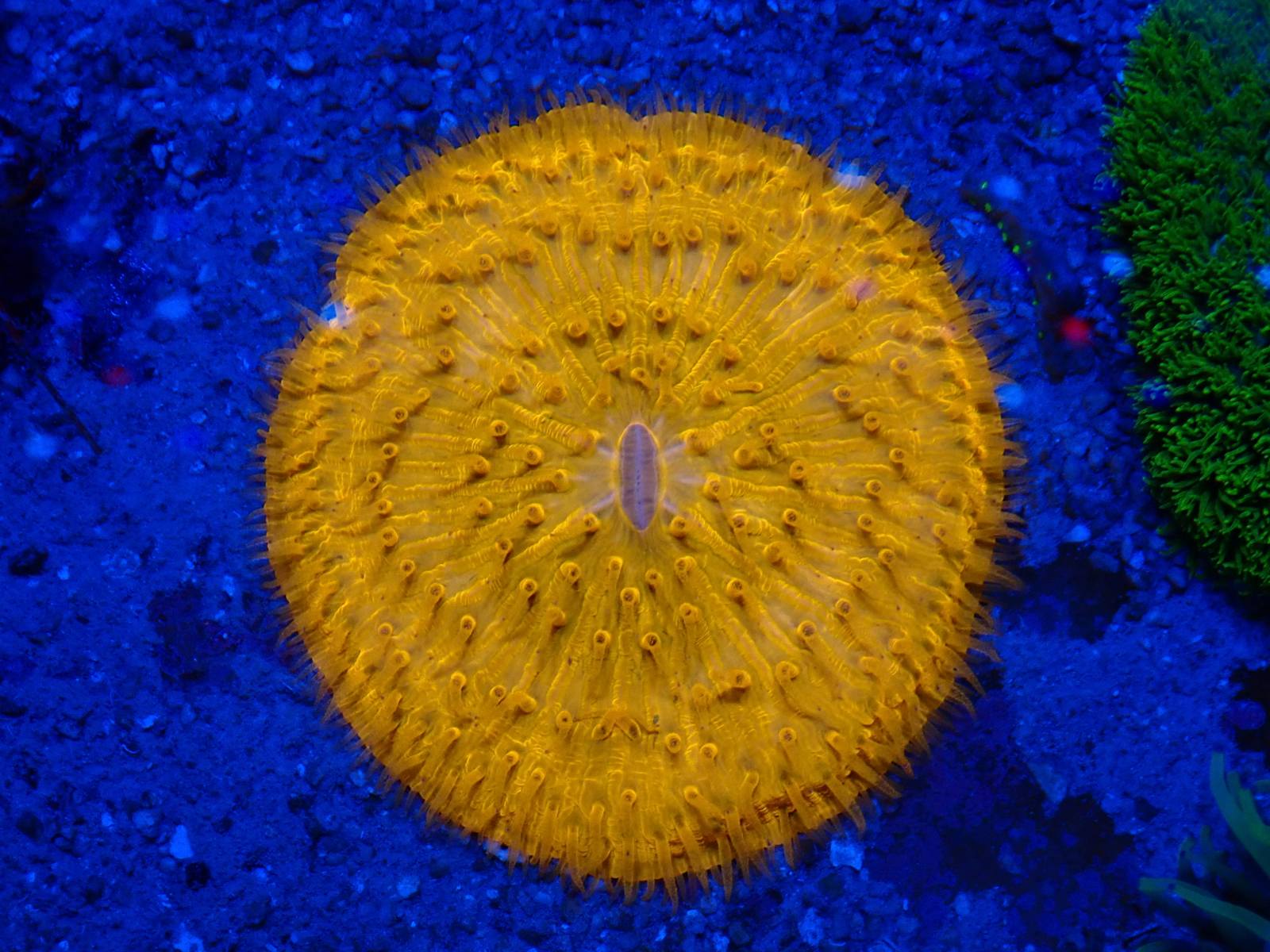 Acropora korall március 2026 1. hét