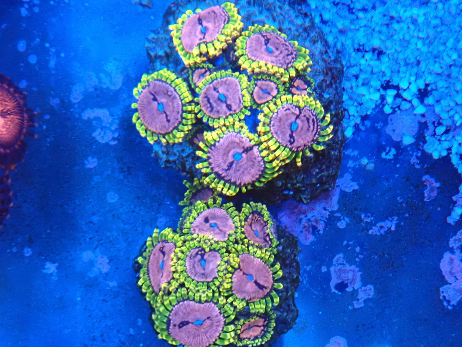 Euphyllia korall friss március 2026