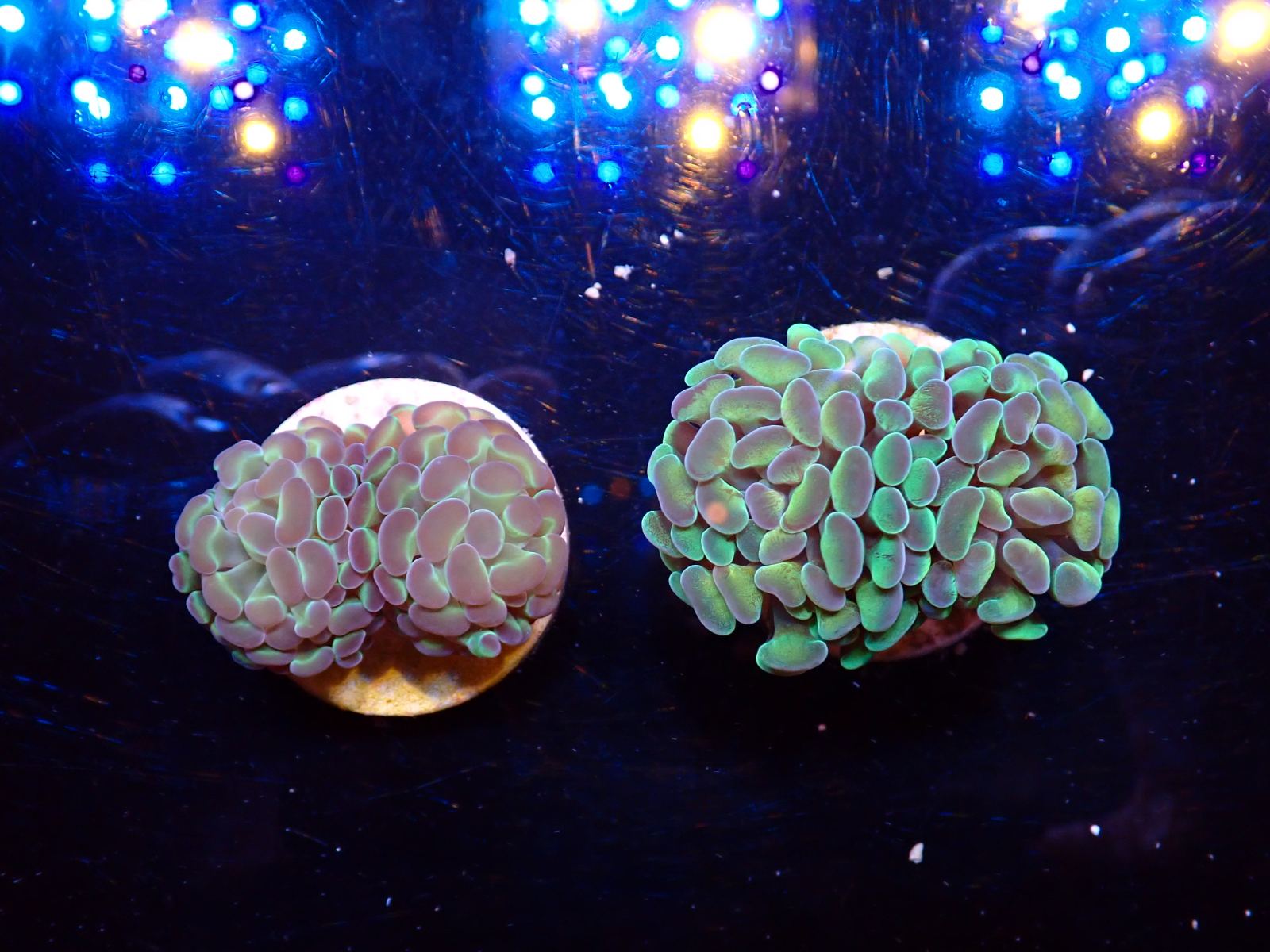 Goniopora korall március 2026 1. hét