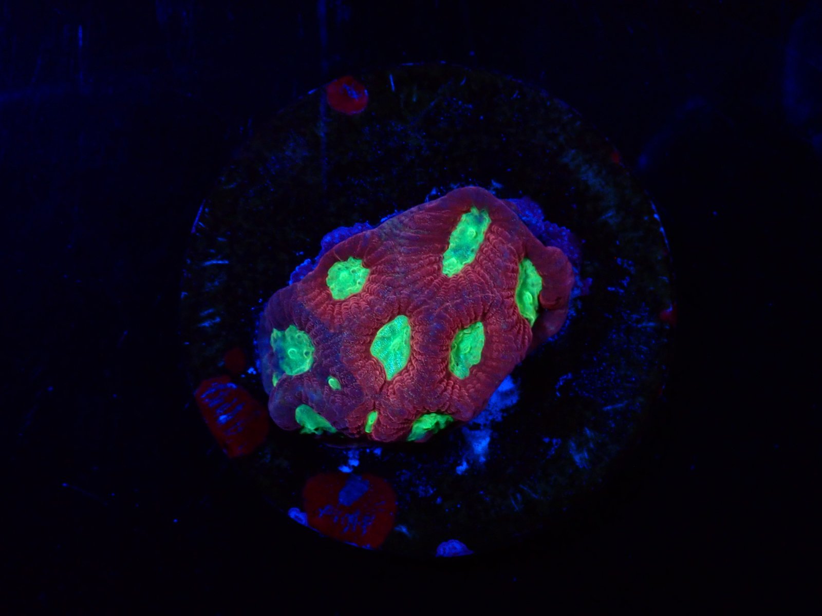 Montipora korall friss érkezés március 2026