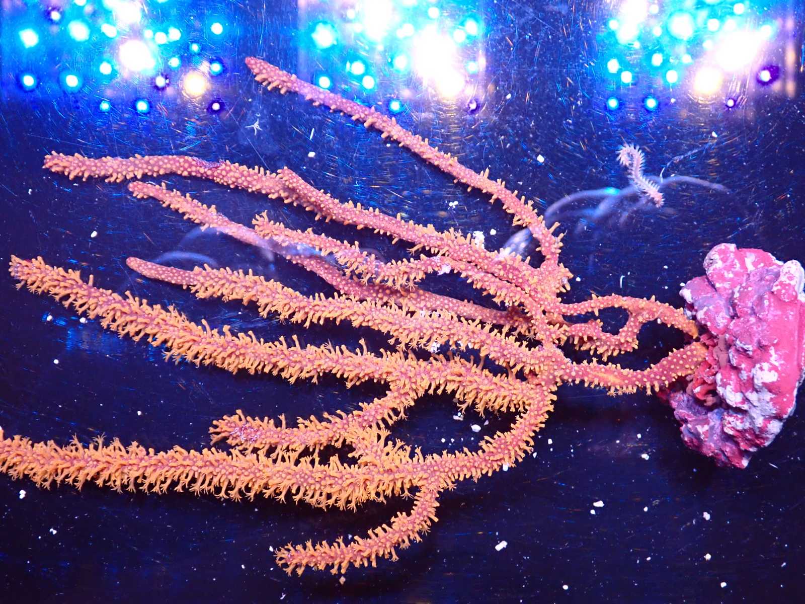 Seriatopora korall március 2026 1. hét