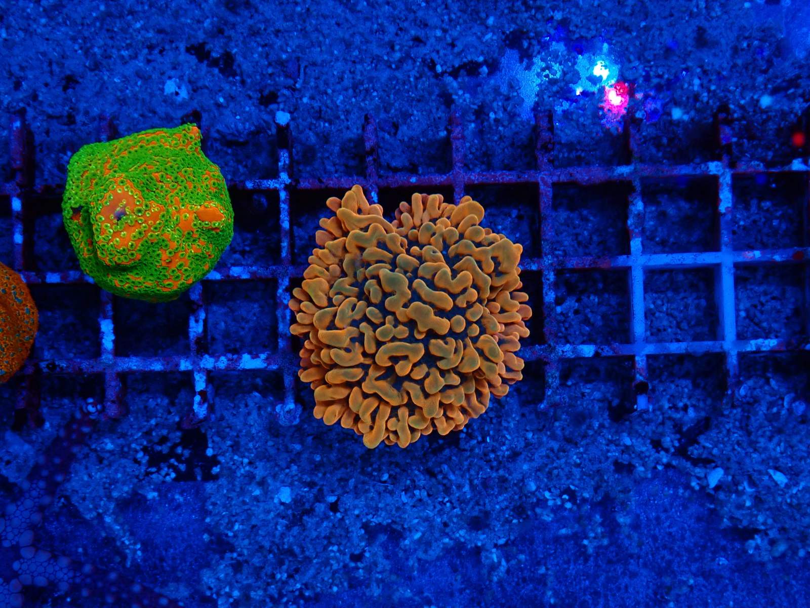 Favites korall friss március 2026