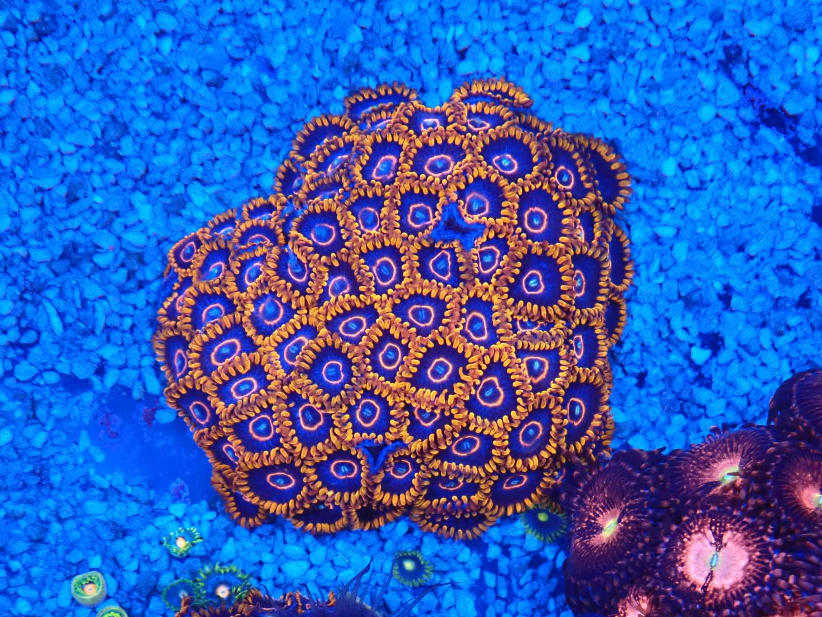 Blastomüssa korall március 2026 1. hét