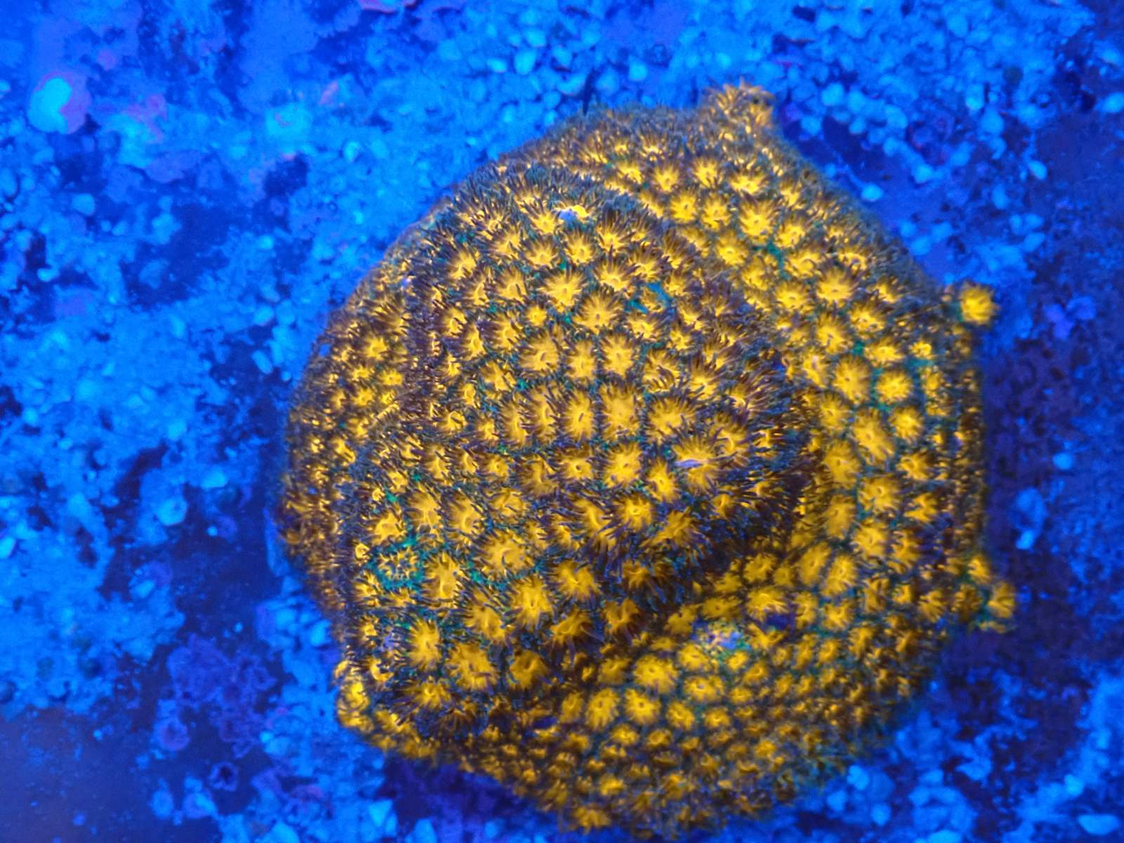 Lobophyllia korall friss érkezés március 2026