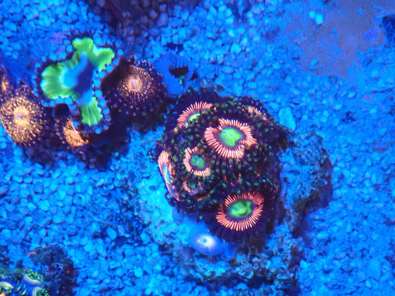 Trachyphyllia korall március 2026 1. hét