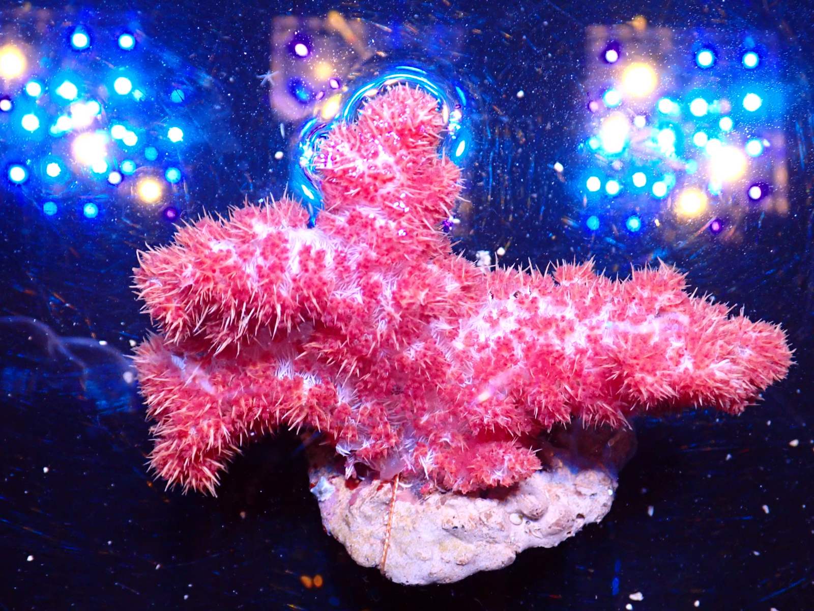 Torch korall friss március 2026