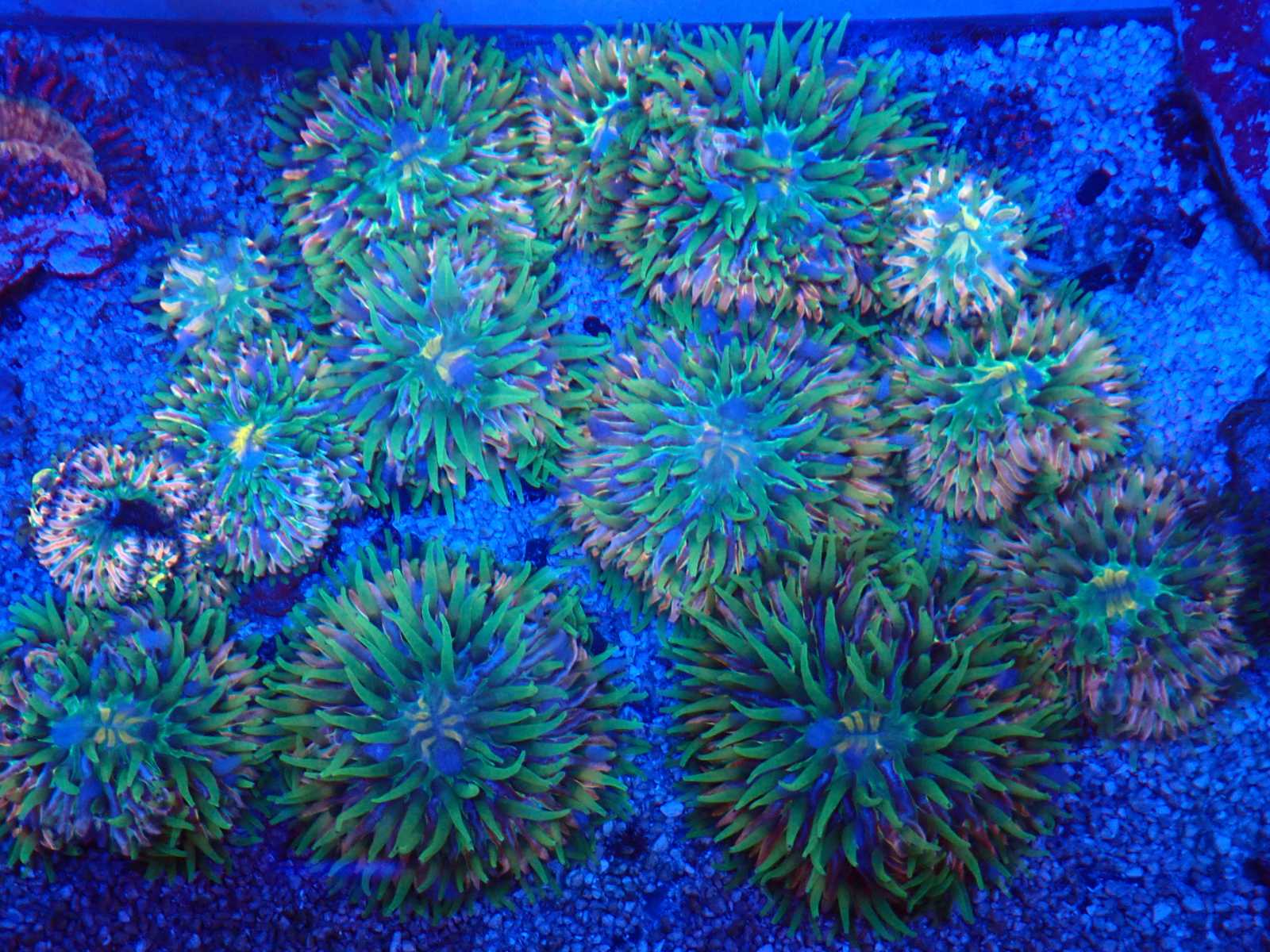 Hammer korall március 2026 1. hét