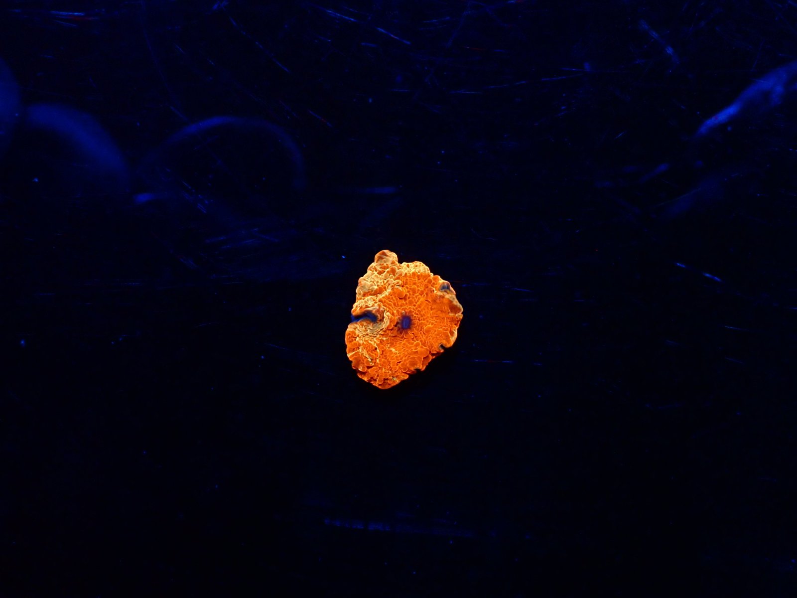 Elegáns korall friss érkezés március 2026