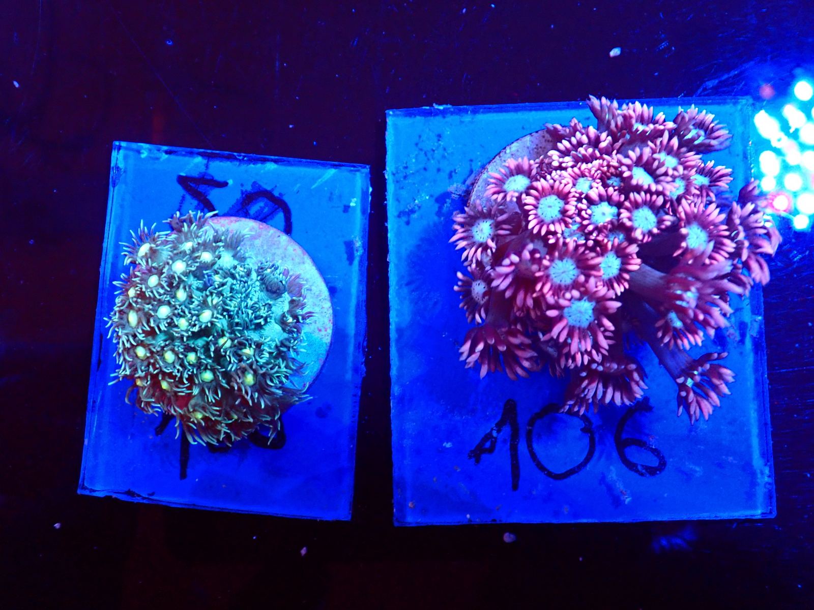 Lágykorall szép példány március 2026 1. hét