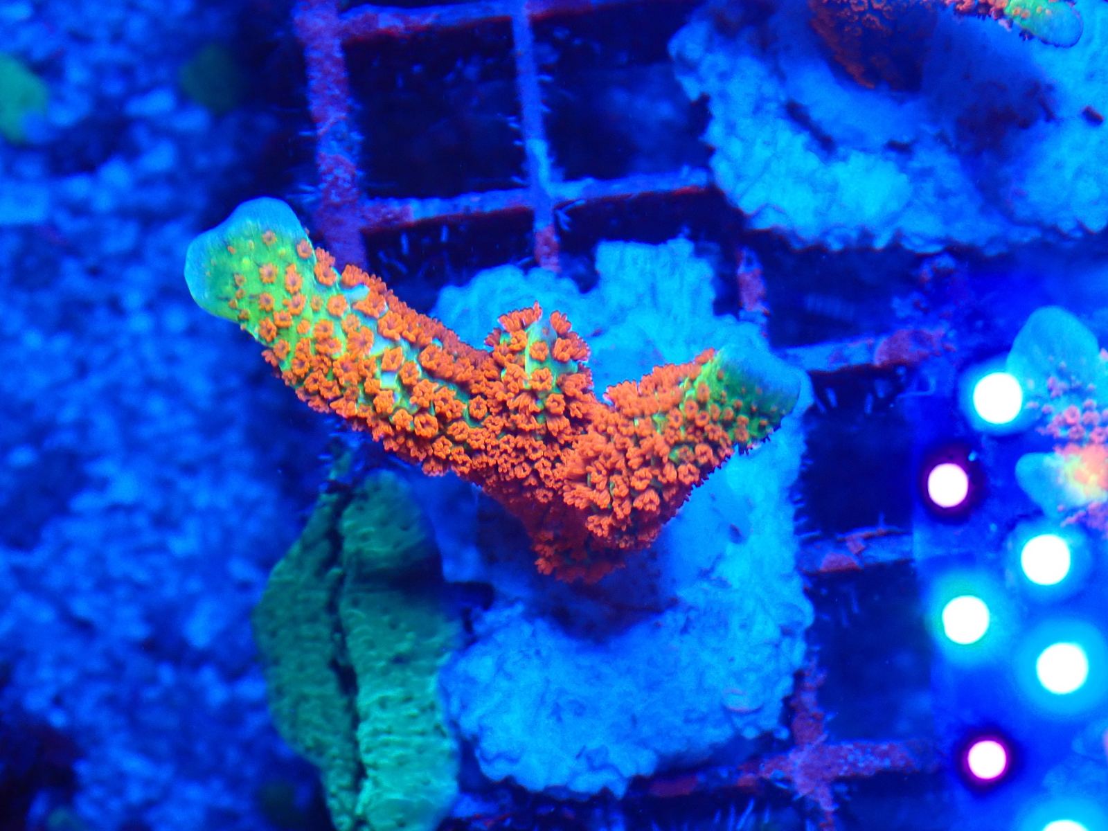 Sarcophyton korall friss március 2026