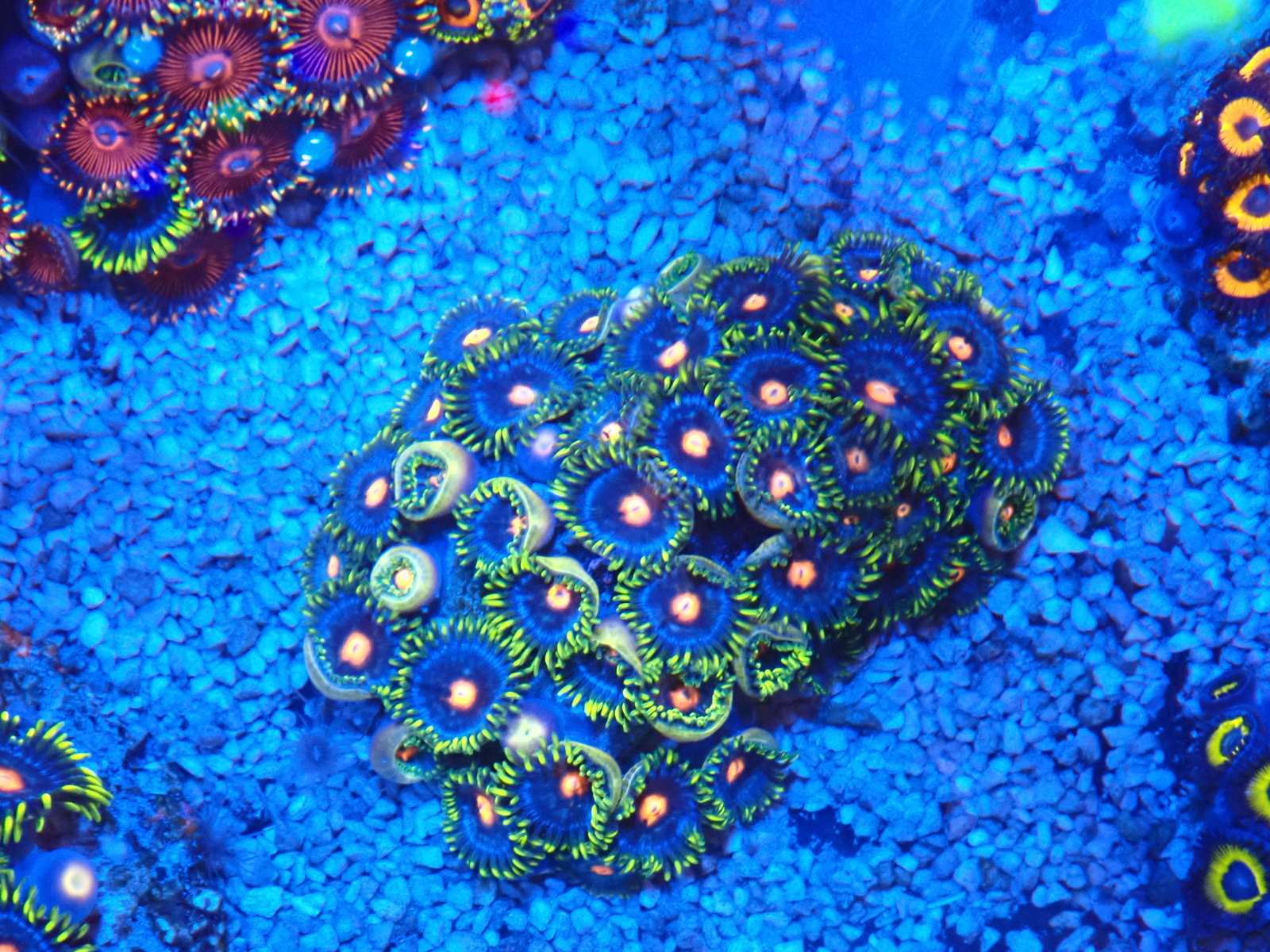 Sinularia korall március 2026 1. hét