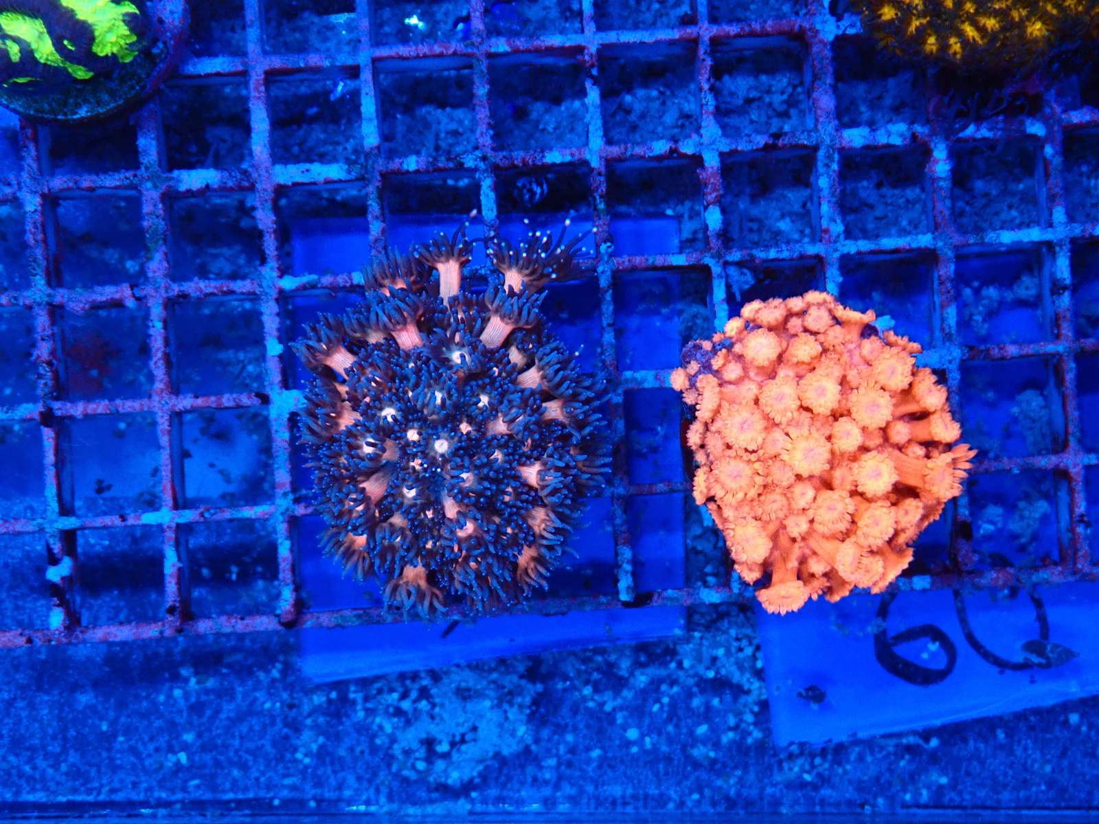 Xenia korall friss érkezés március 2026