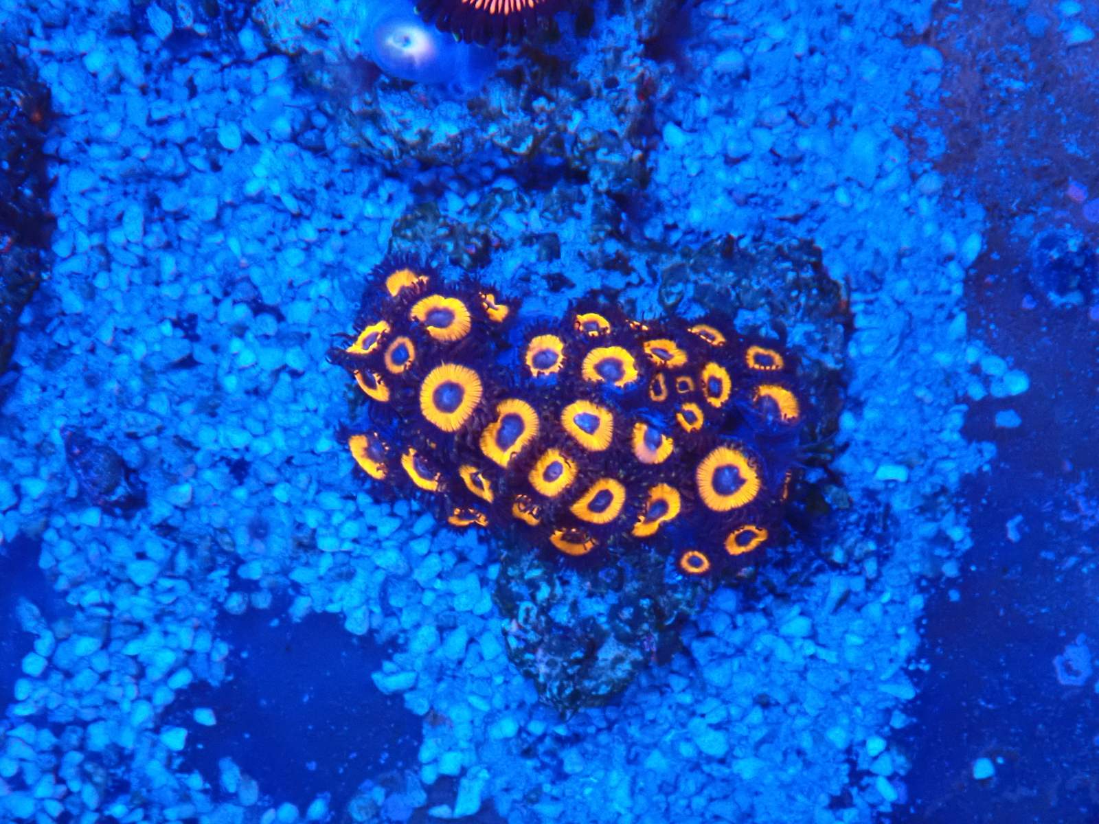 Zöld tengeri alga március 2026 1. hét