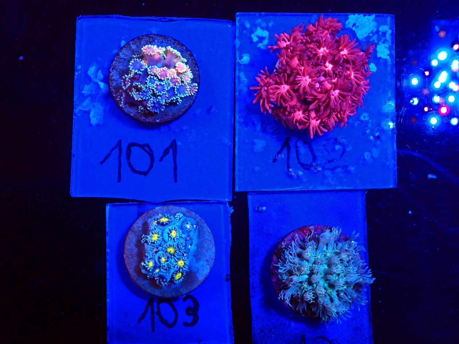 Tengeri növény friss érkezés március 2026