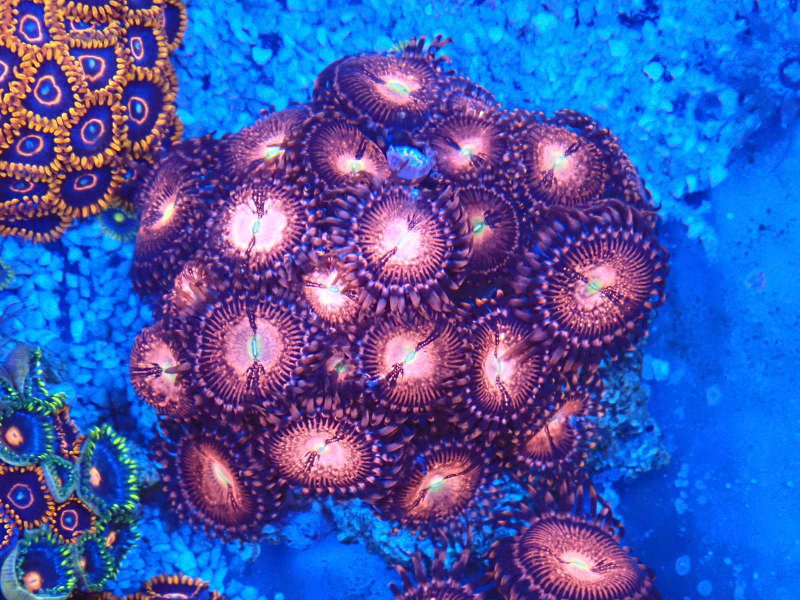 Csiga tengeri március 2026 1. hét