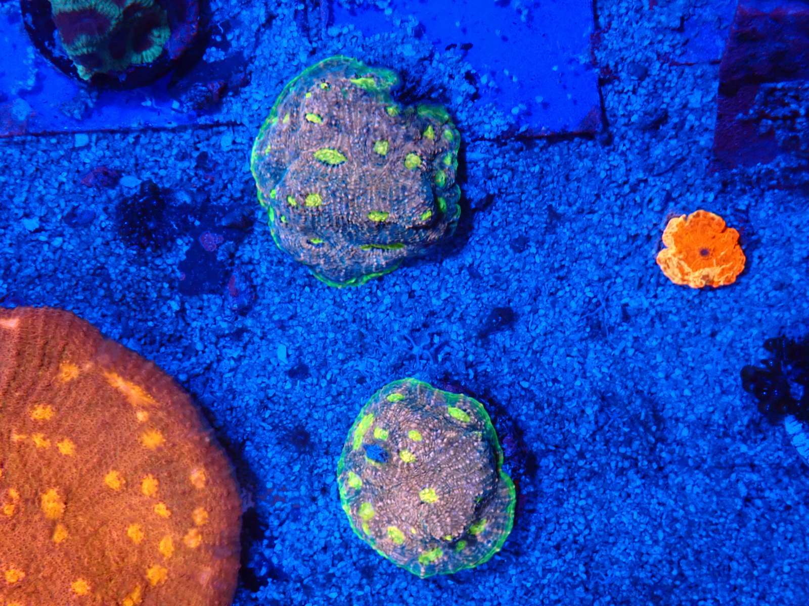 Meztelencsiga friss március 2026