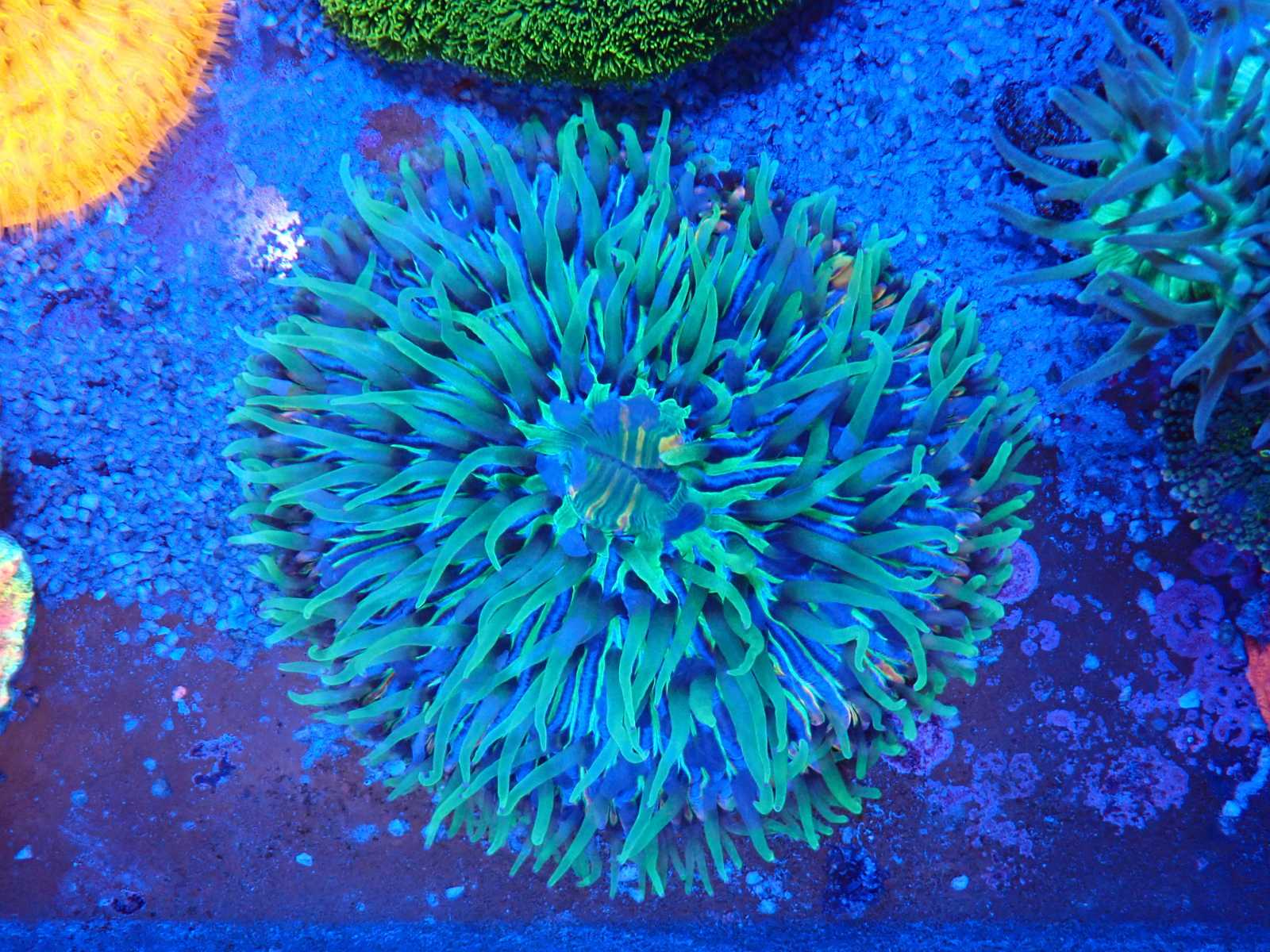 Tengeri uborka március 2026 1. hét