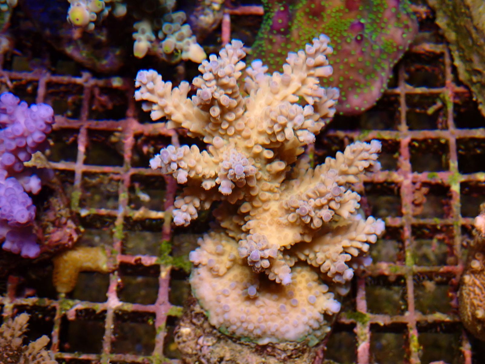 Tengeri sün friss érkezés március 2026