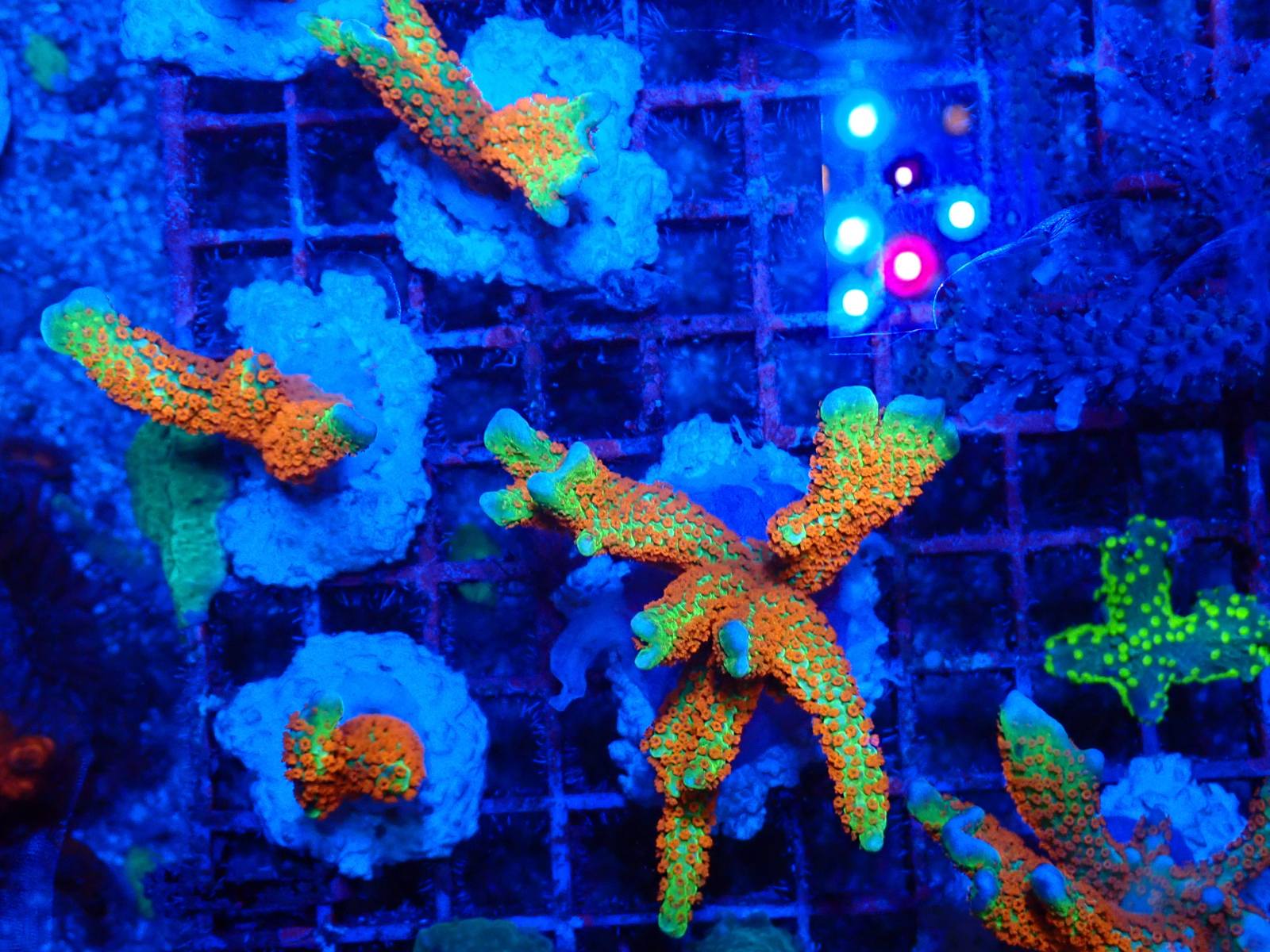 Zöld SPS kolónia március 2026 1. hét