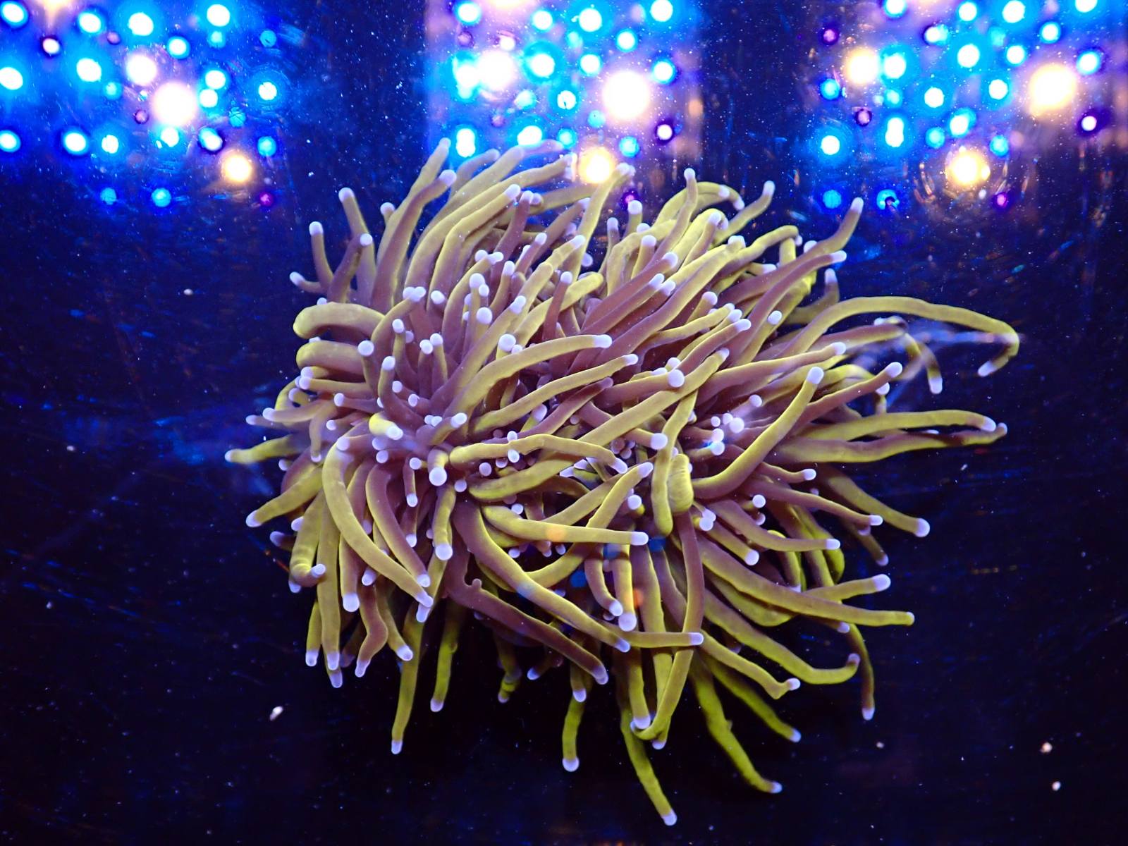 Lila SPS korall friss március 2026 1. hét