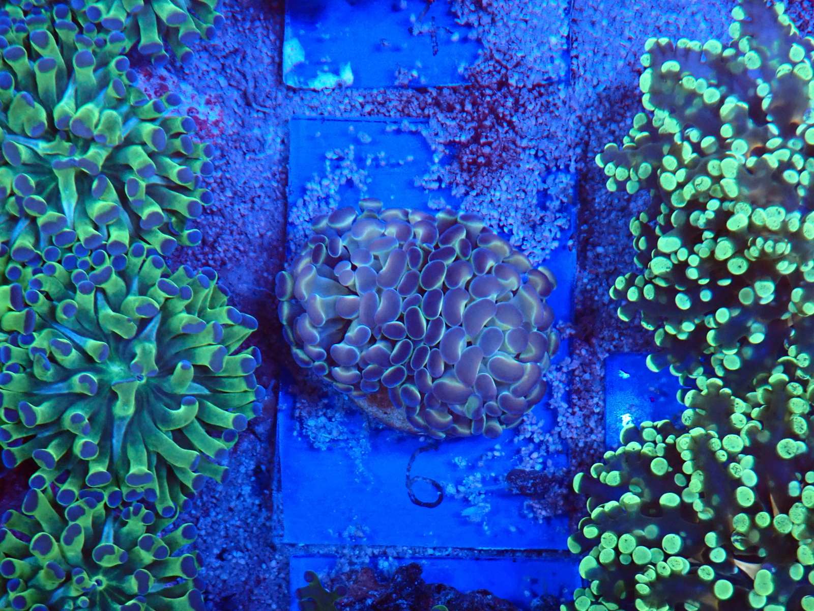 Tengeri élőlény és korall március 2026 1. hét