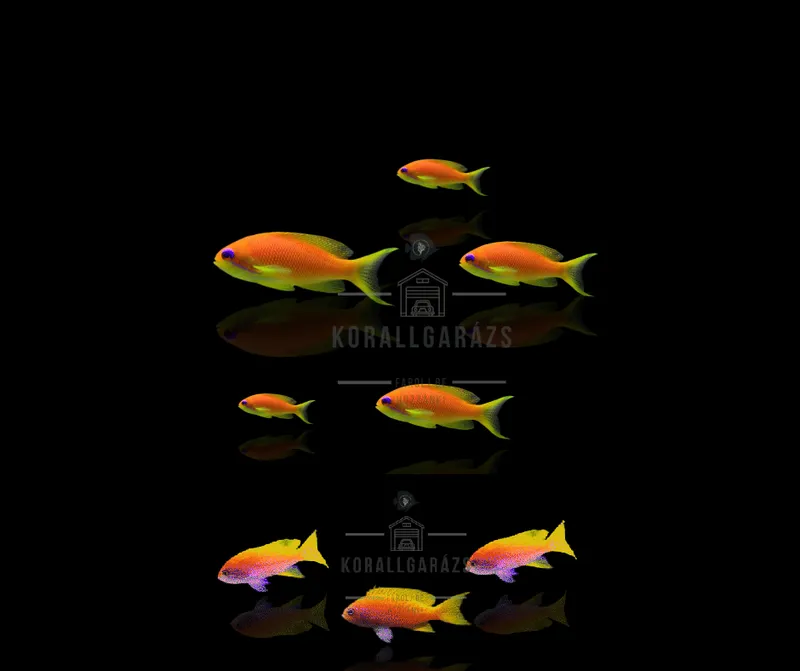 Anthias