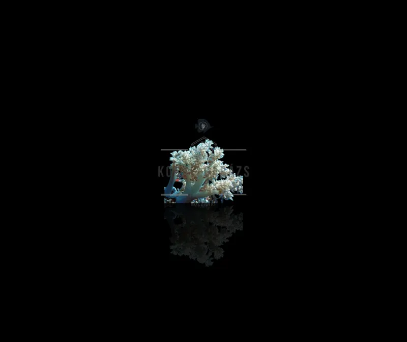 Litophyton