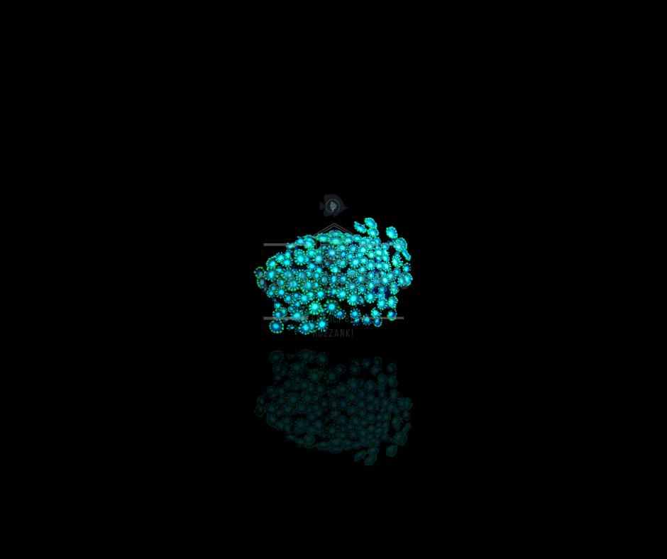 Alveopora (Green)