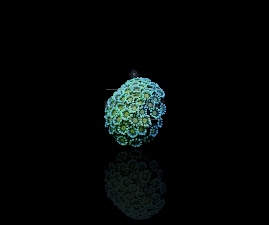 Alveopora (Yellow Center)