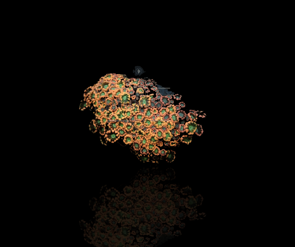 Alveopora (Orange Green)