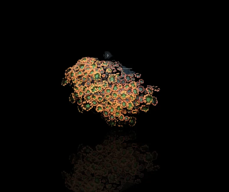 Alveopora (Orange Green)