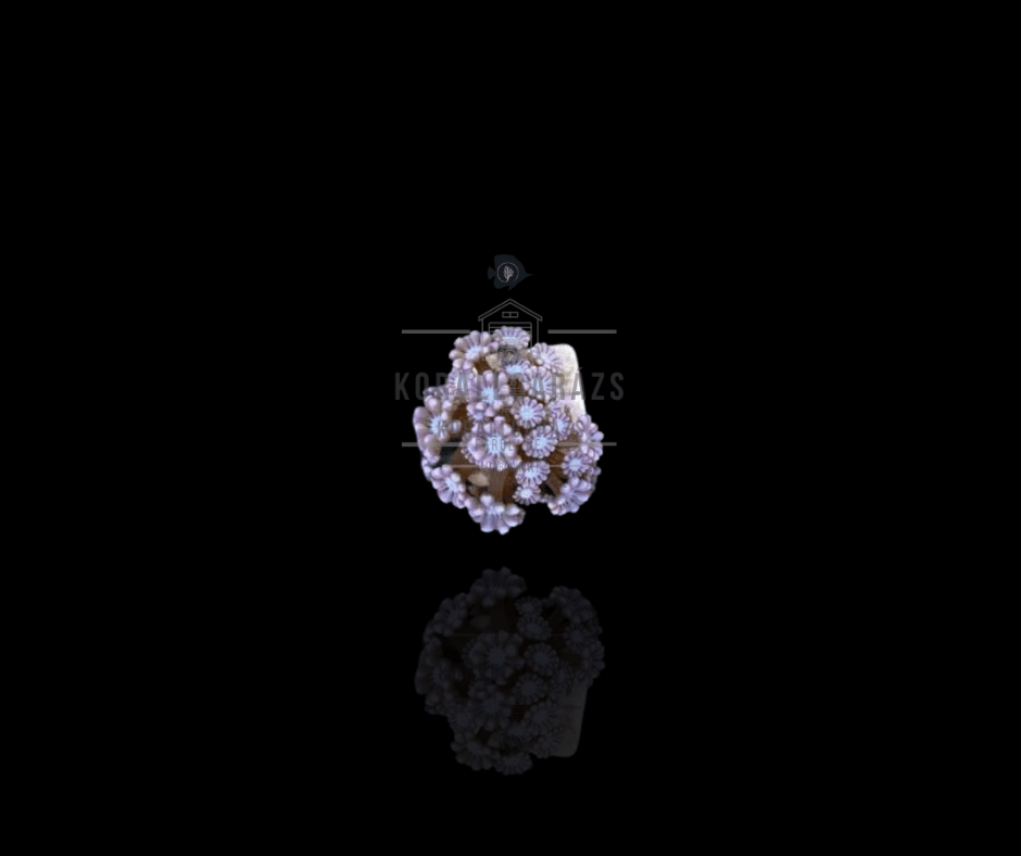 Alveopora (Premium)