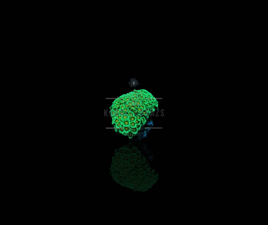 Goniopora (Premium)