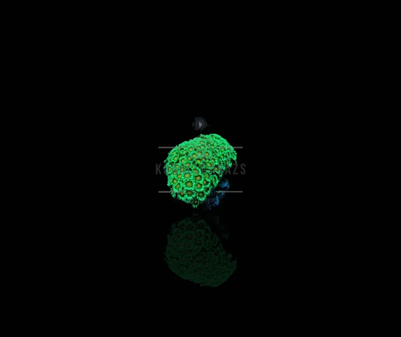 Goniopora (Premium)