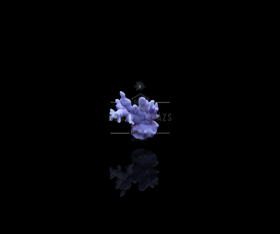 Montipora (Branched)