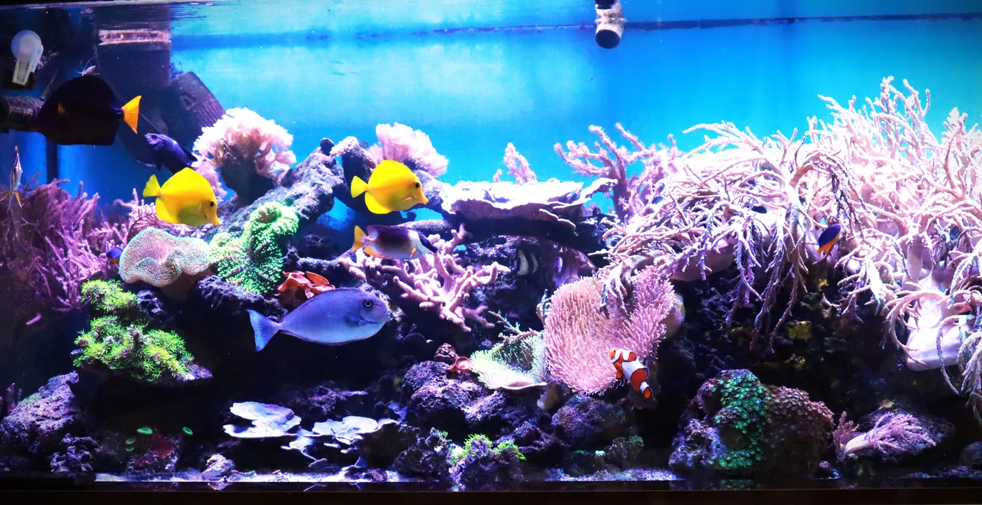 700 literes kész tengeri reef akvárium