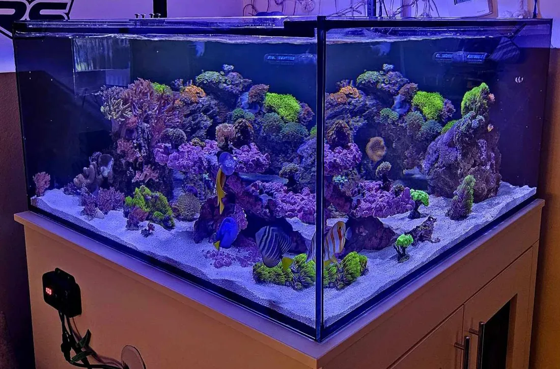Kész tengeri reef akvárium végeredménye élő korallokkal – Korallgarázs referencia