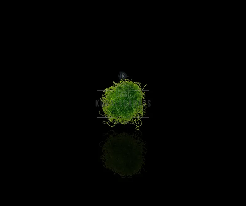 Chaetomorpha